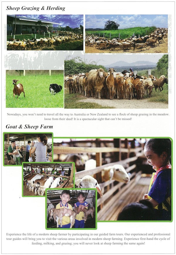 Sheep Grazing
